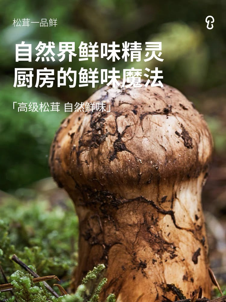 China Imported Song Xian Xian Premium Tricholoma Matsutake Soya Sauce 285g 松鲜鲜松茸一品鲜
