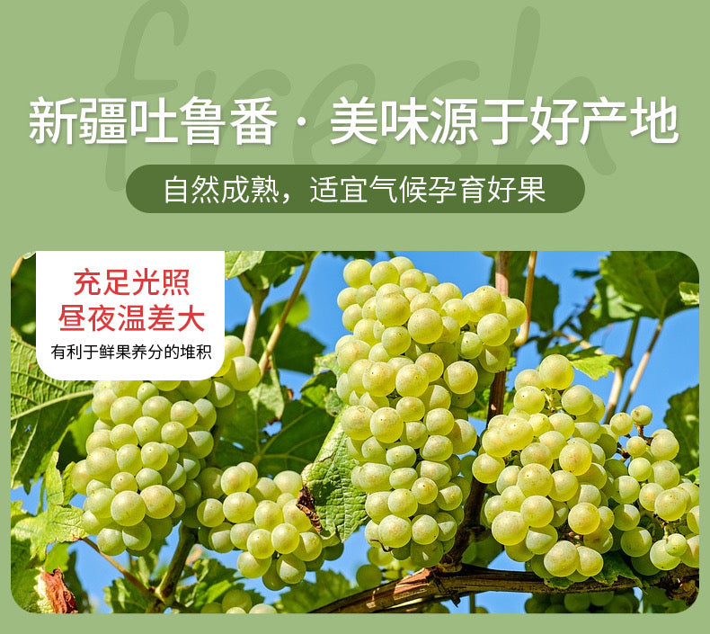 Hao Xiang Ni Xin Jiang Premium Seedless Grape Raisins 228g 好想你 无核白葡萄干